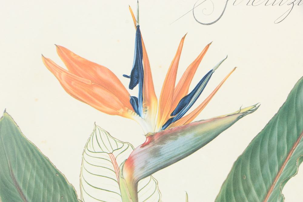 Offset Lithograph After Thalia Lincoln "Strelitzia Reginae"