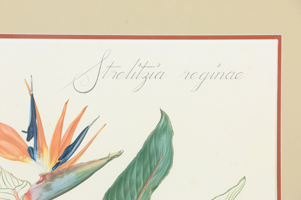 Offset Lithograph After Thalia Lincoln "Strelitzia Reginae"