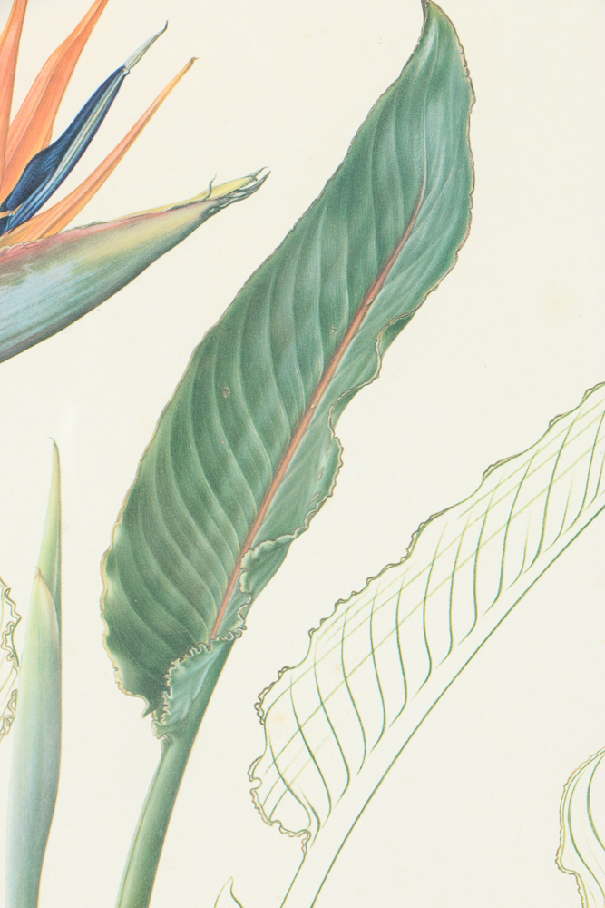 Offset Lithograph After Thalia Lincoln "Strelitzia Reginae"