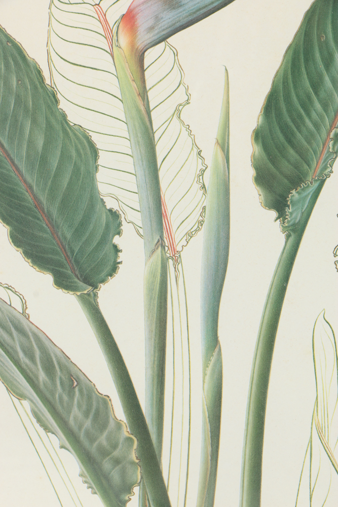 Offset Lithograph After Thalia Lincoln "Strelitzia Reginae"
