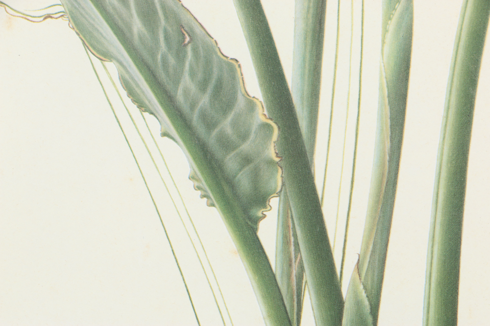Offset Lithograph After Thalia Lincoln "Strelitzia Reginae"