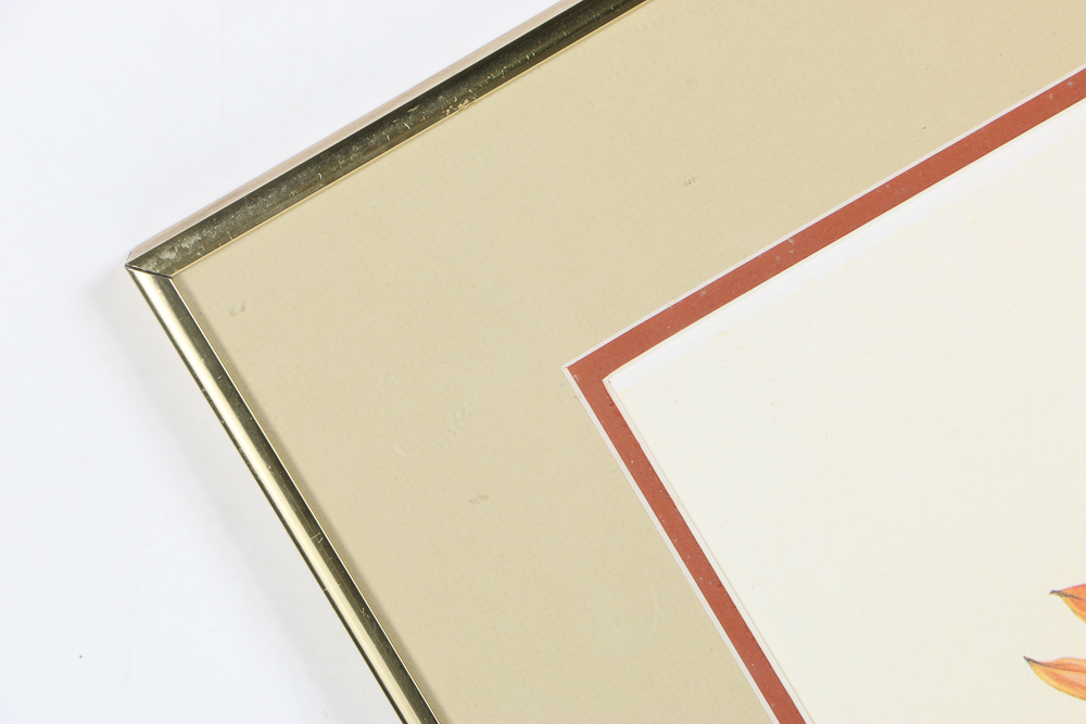 Offset Lithograph After Thalia Lincoln "Strelitzia Reginae"