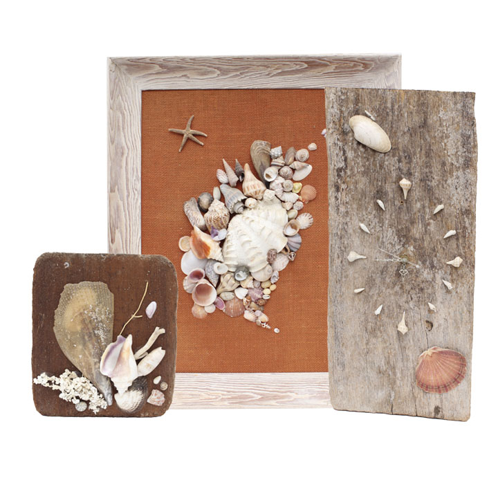 Grouping of Sea Shell Decor