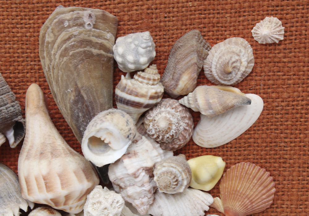 Grouping of Sea Shell Decor