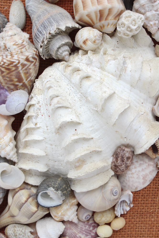 Grouping of Sea Shell Decor
