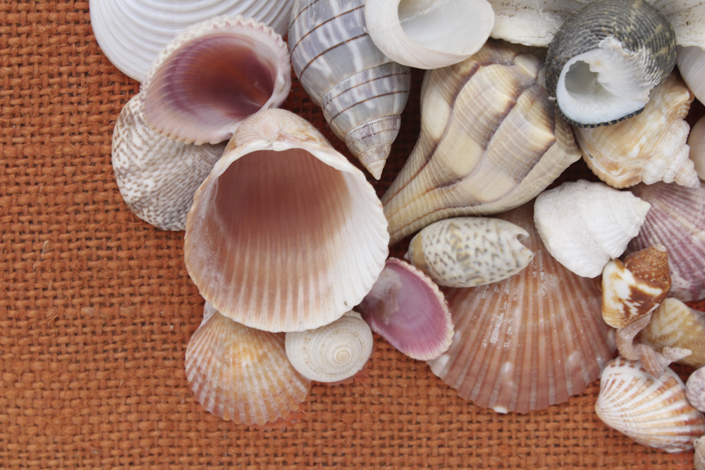 Grouping of Sea Shell Decor