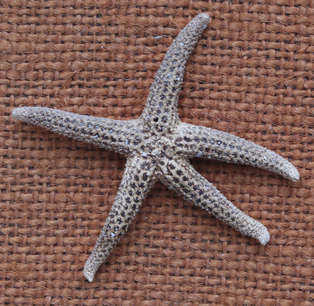 Grouping of Sea Shell Decor