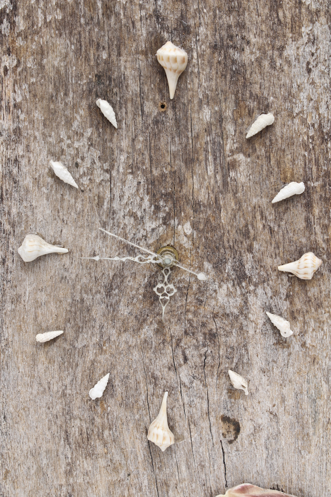 Grouping of Sea Shell Decor