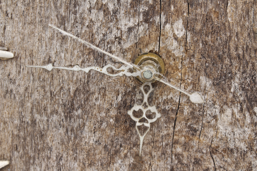 Grouping of Sea Shell Decor