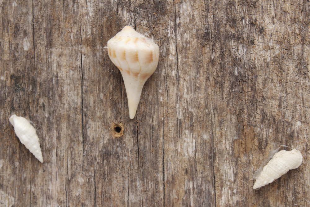 Grouping of Sea Shell Decor
