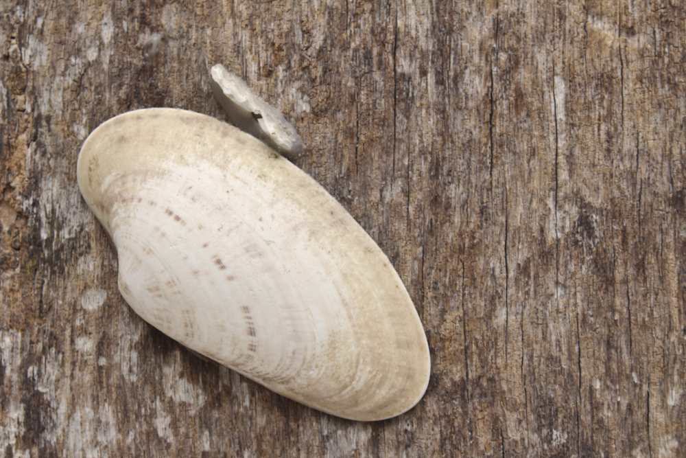Grouping of Sea Shell Decor