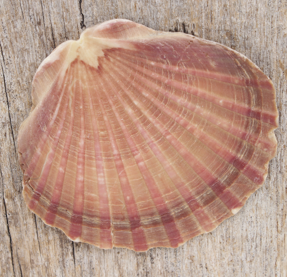 Grouping of Sea Shell Decor