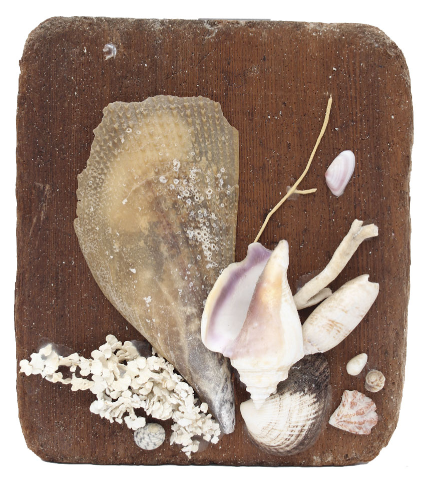 Grouping of Sea Shell Decor