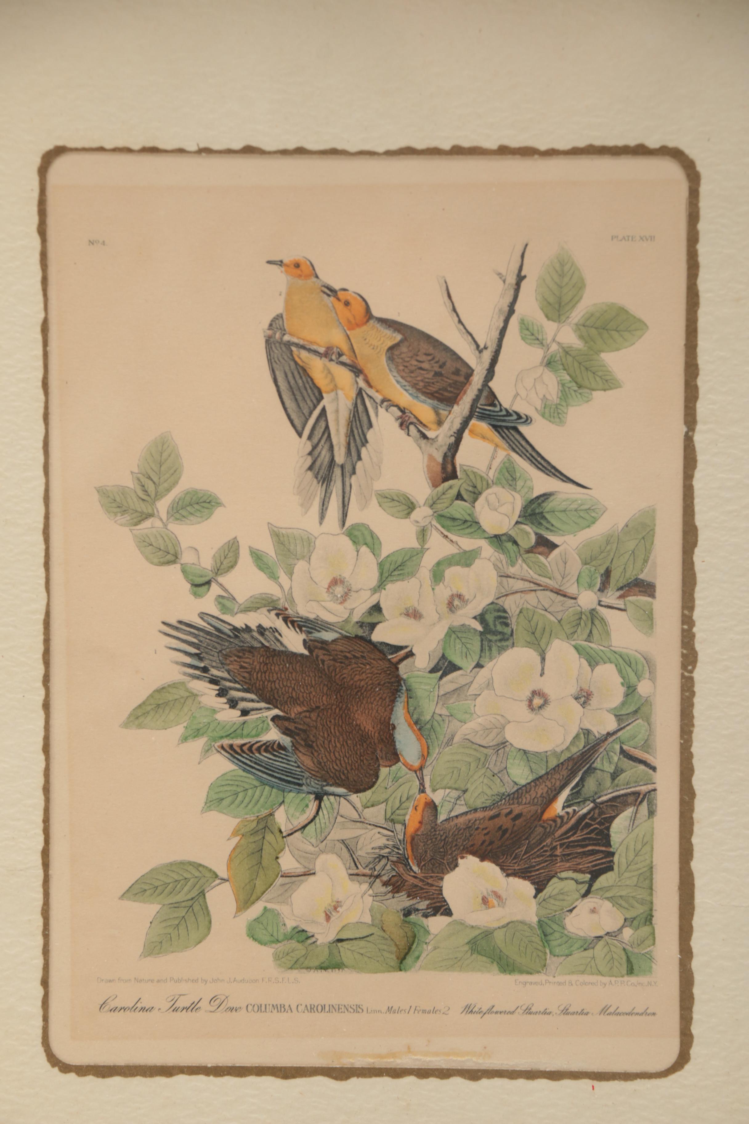 Hand-colored Half Tone Print After John J. Audubon's "Canadian Turtle Dove"