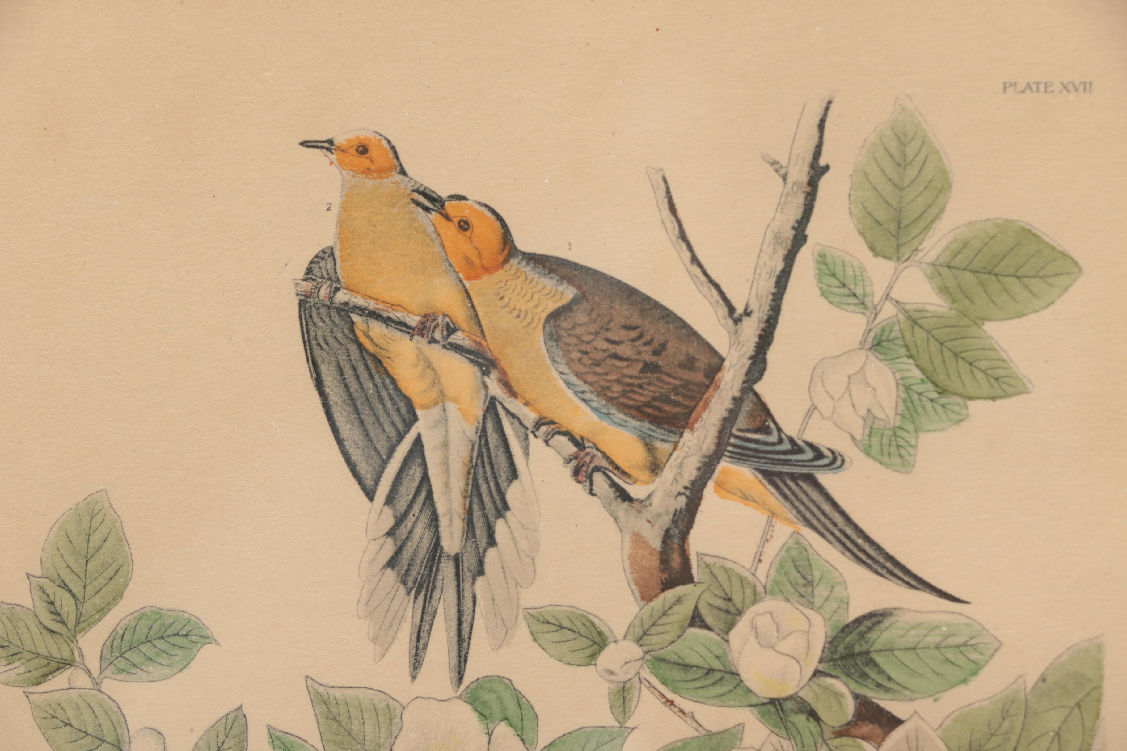 Hand-colored Half Tone Print After John J. Audubon's "Canadian Turtle Dove"