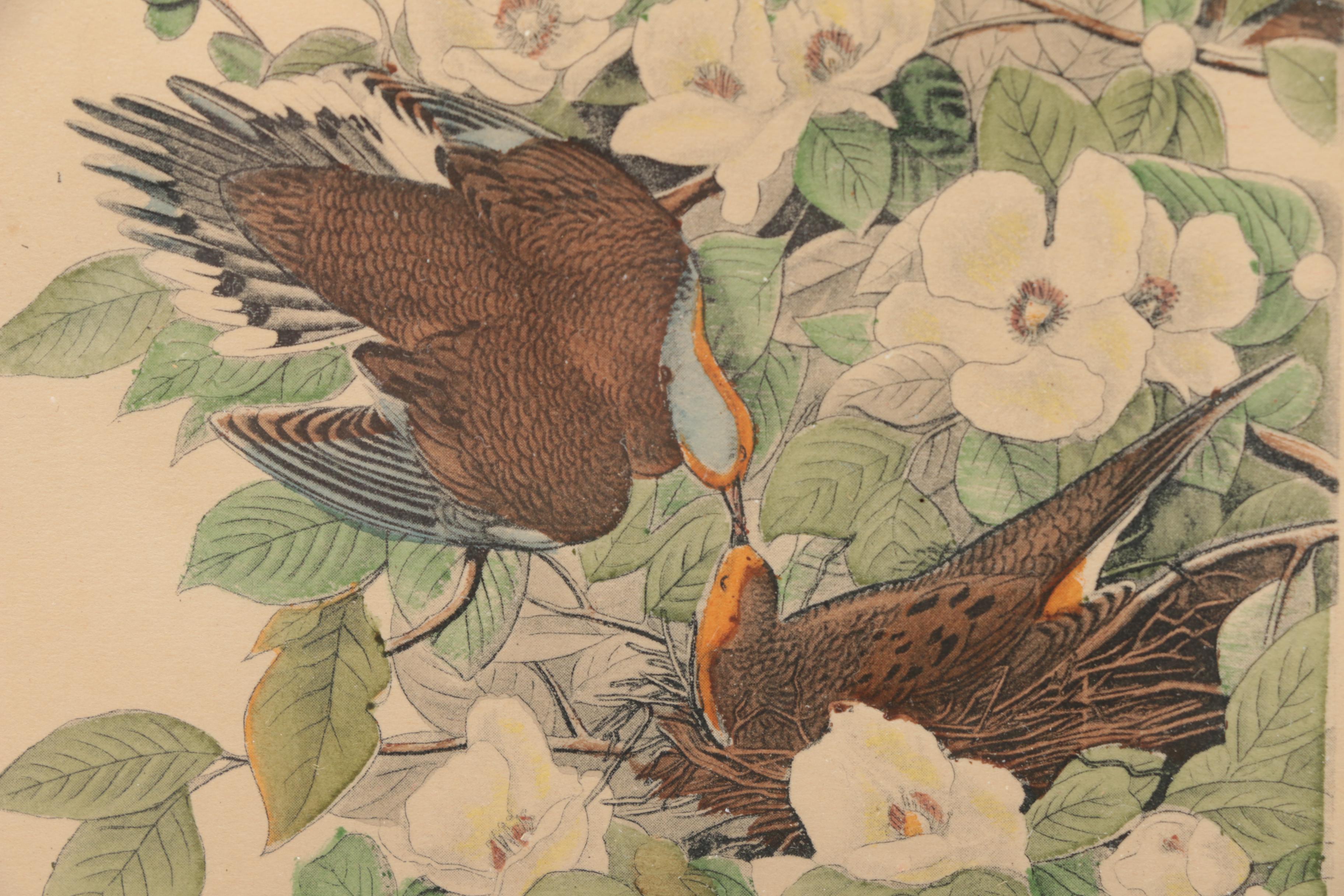 Hand-colored Half Tone Print After John J. Audubon's "Canadian Turtle Dove"