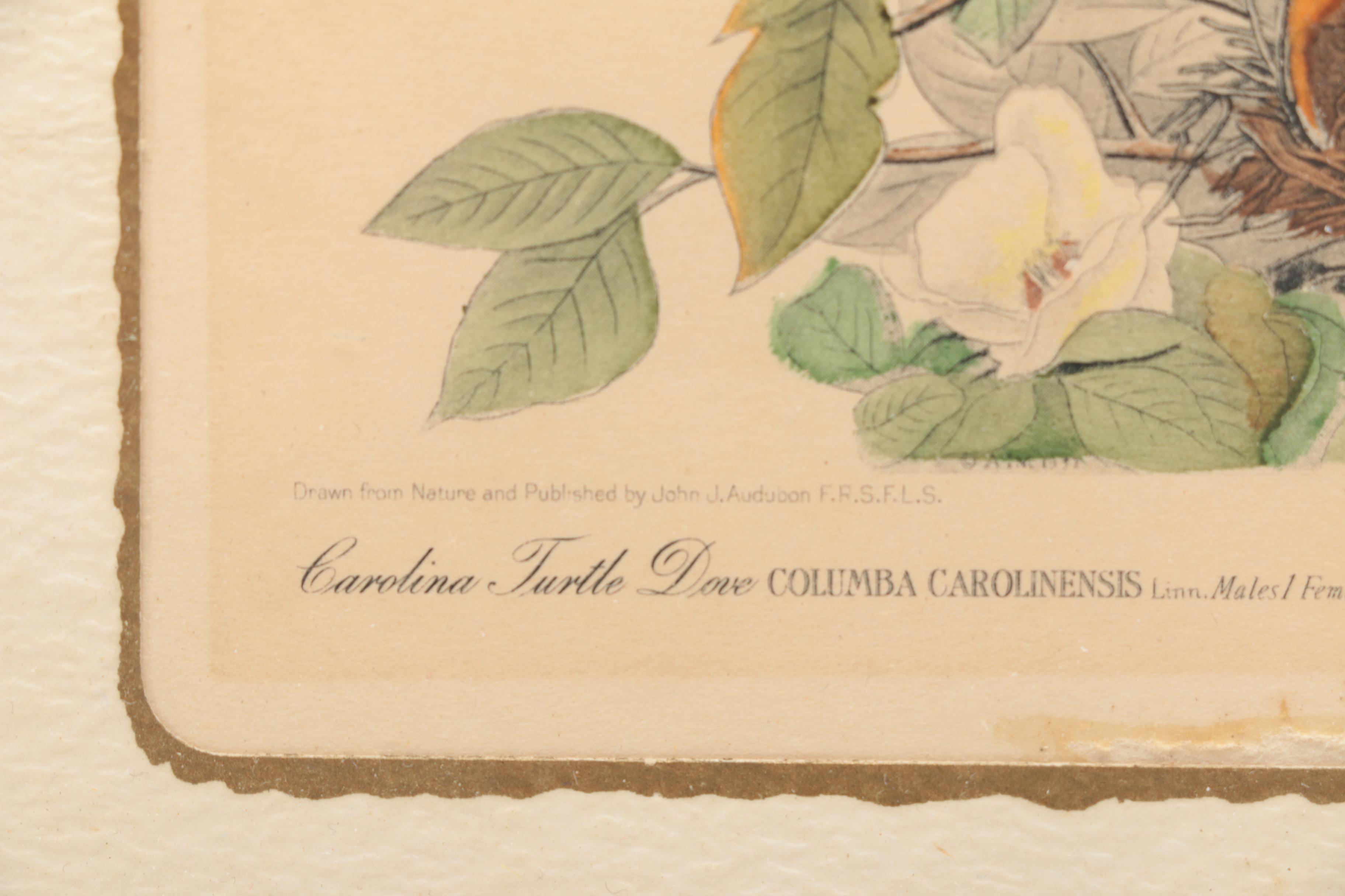 Hand-colored Half Tone Print After John J. Audubon's "Canadian Turtle Dove"