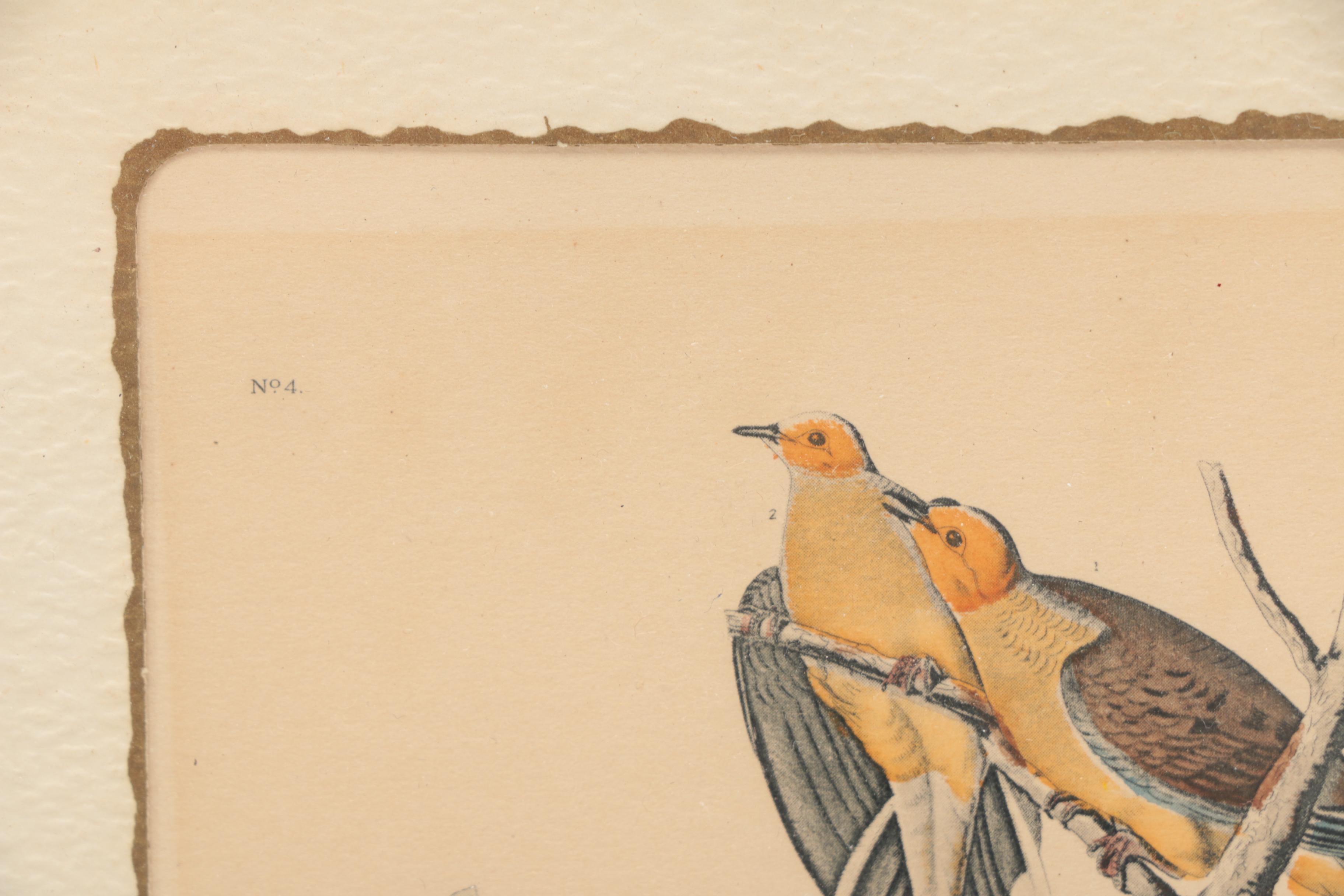 Hand-colored Half Tone Print After John J. Audubon's "Canadian Turtle Dove"