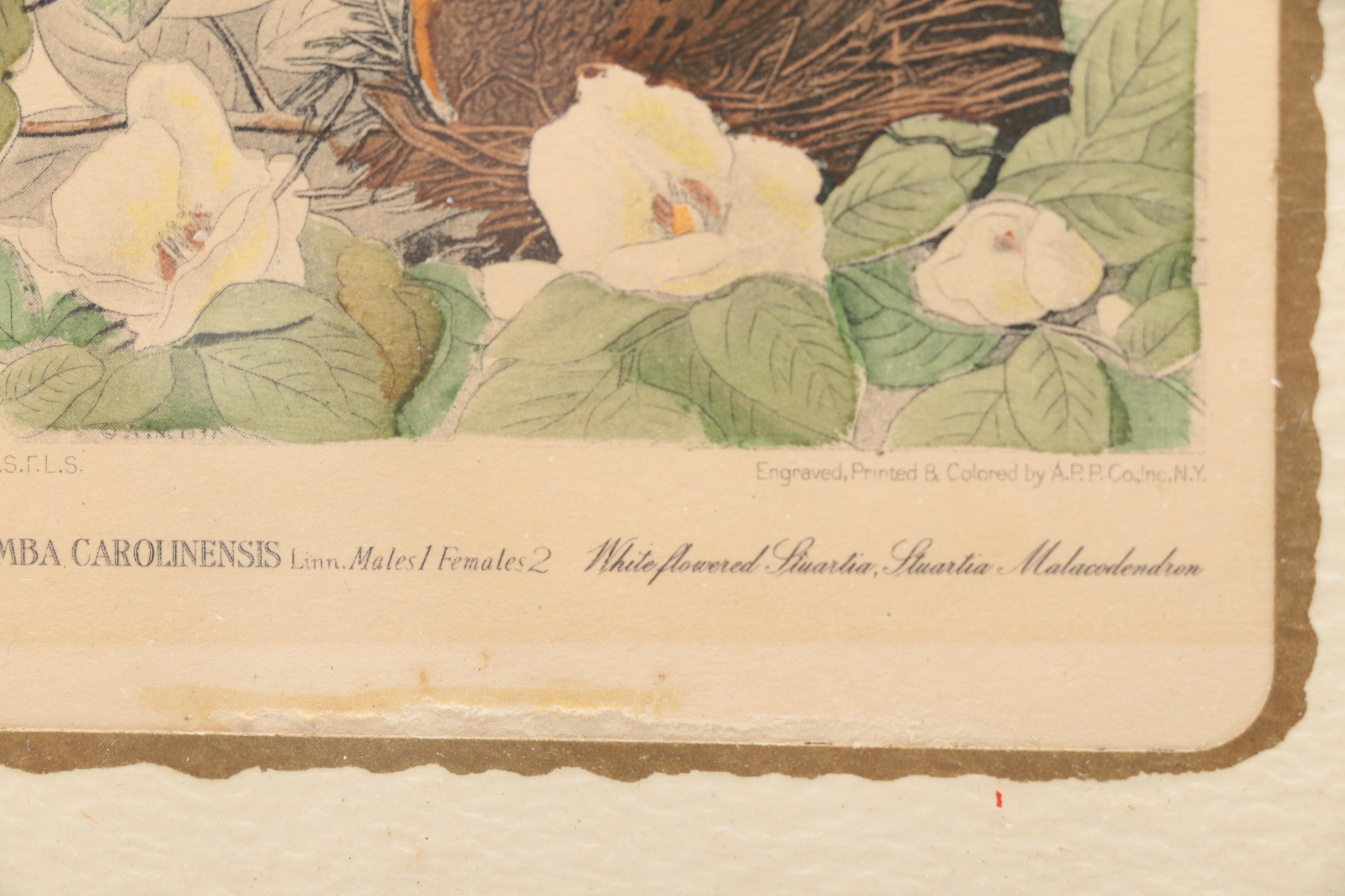 Hand-colored Half Tone Print After John J. Audubon's "Canadian Turtle Dove"