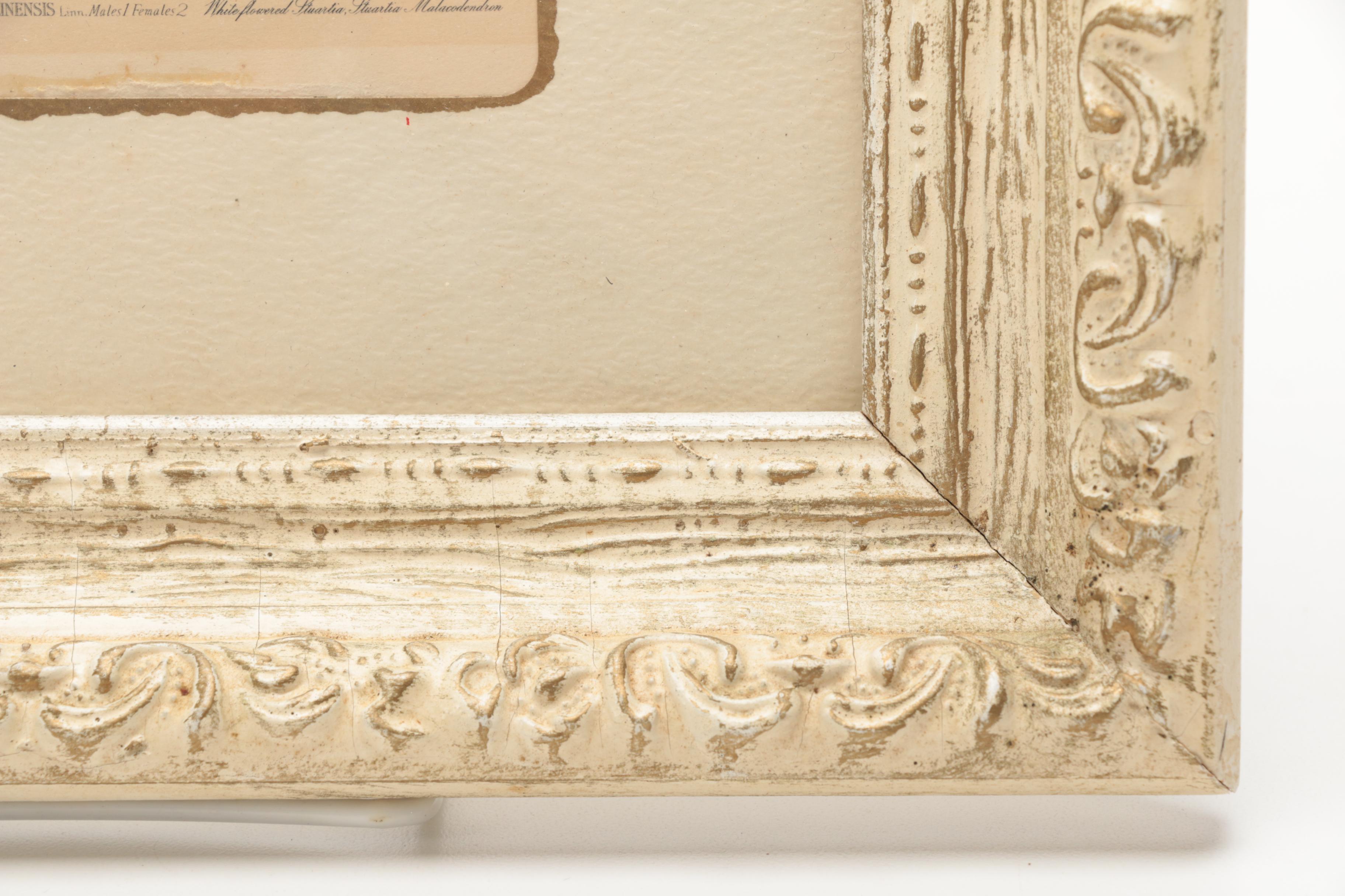 Hand-colored Half Tone Print After John J. Audubon's "Canadian Turtle Dove"