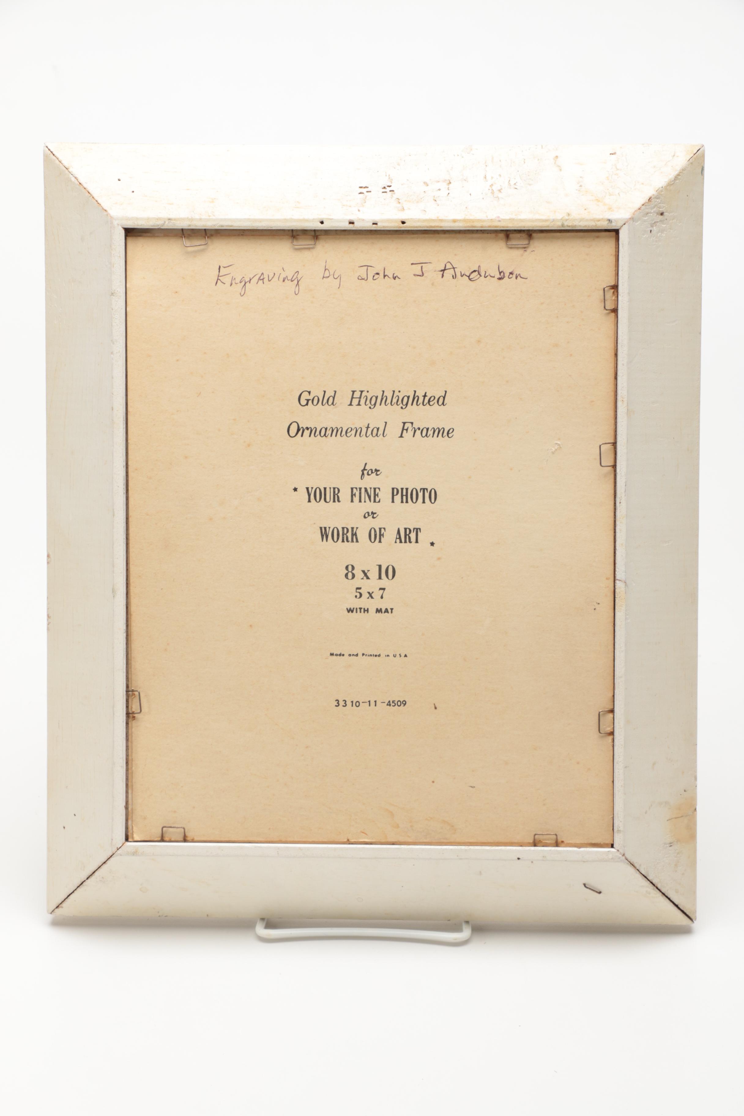 Hand-colored Half Tone Print After John J. Audubon's "Canadian Turtle Dove"