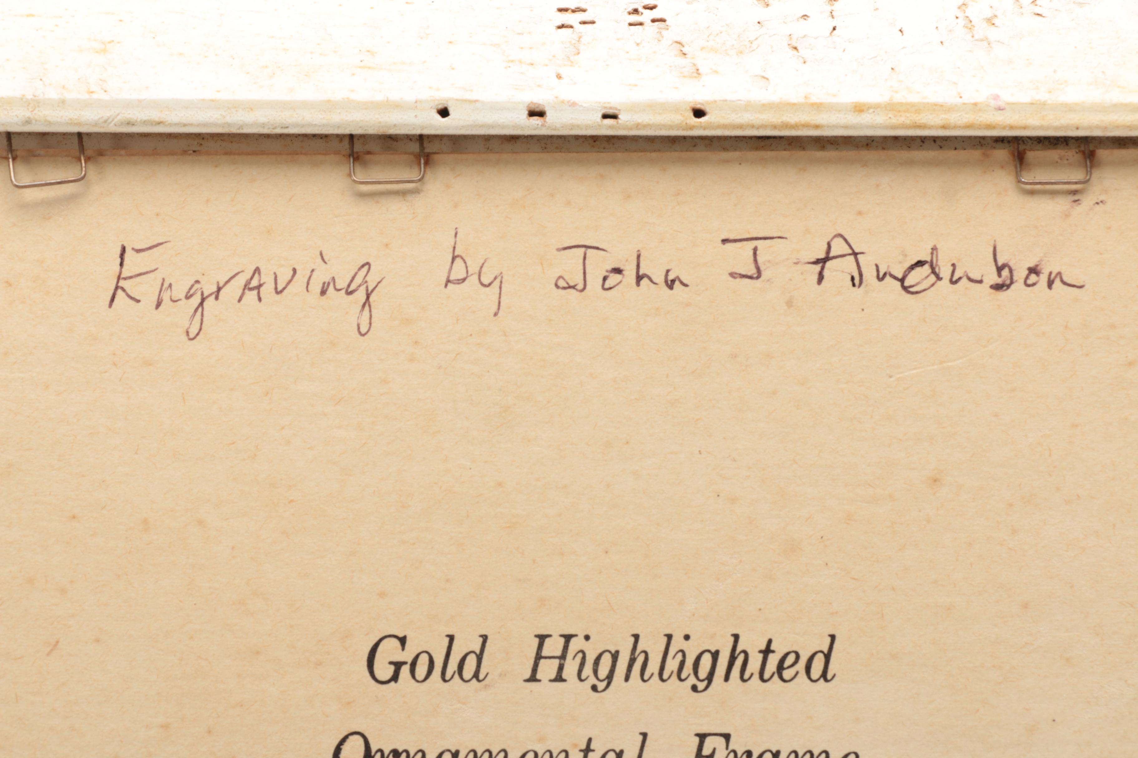 Hand-colored Half Tone Print After John J. Audubon's "Canadian Turtle Dove"