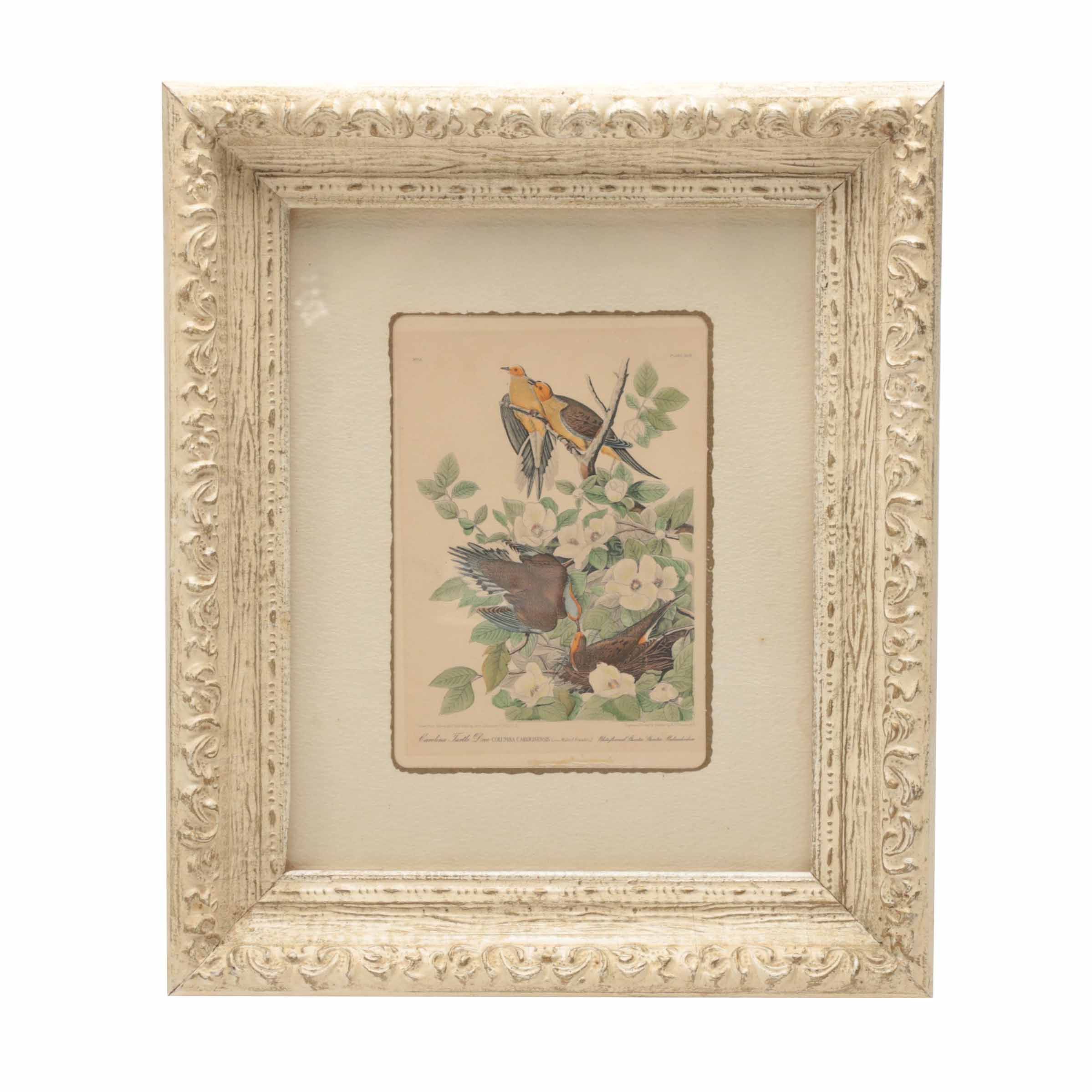 Hand-colored Half Tone Print After John J. Audubon's "Canadian Turtle Dove"