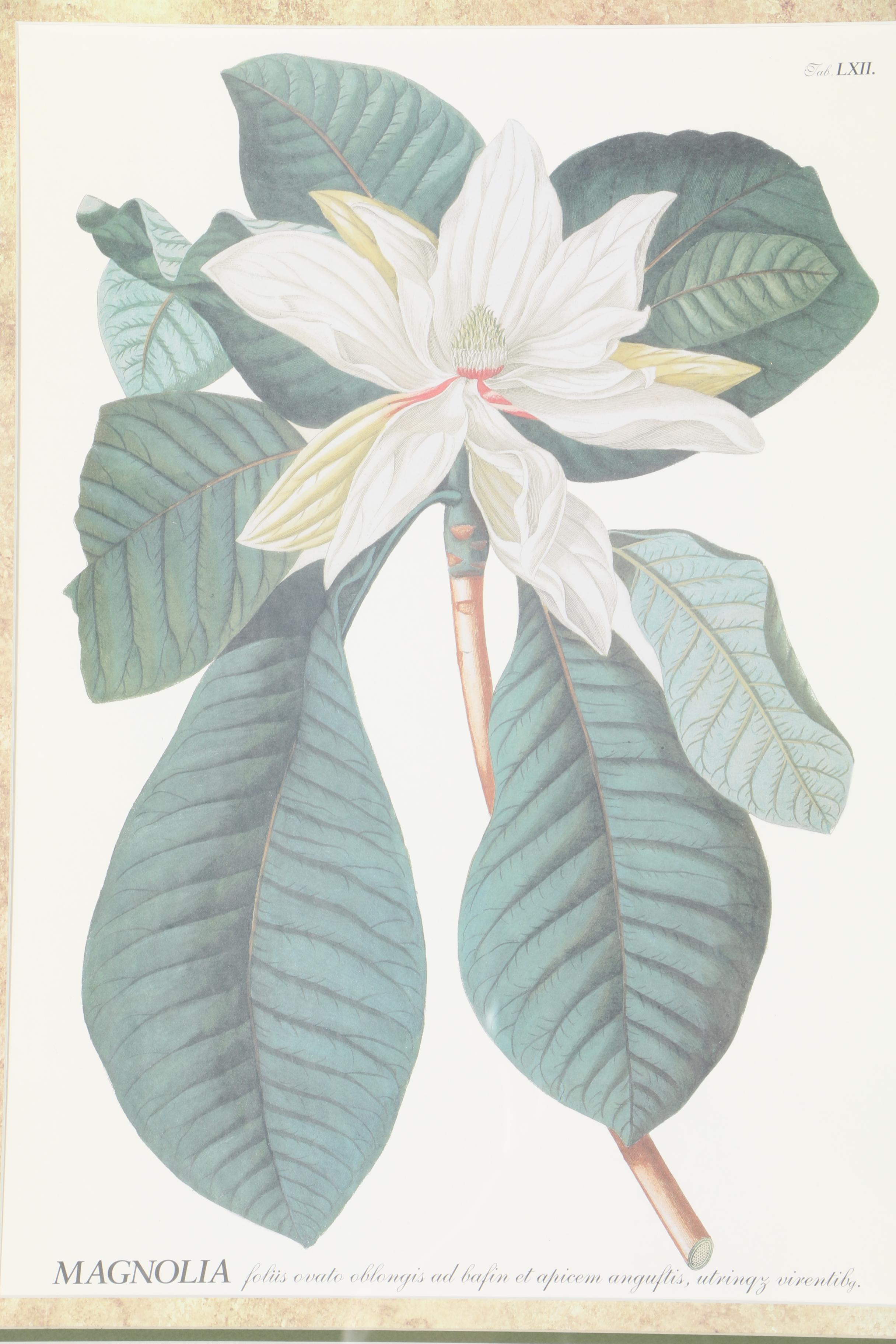 Pair of Magnolia Offset Lithograph Prints