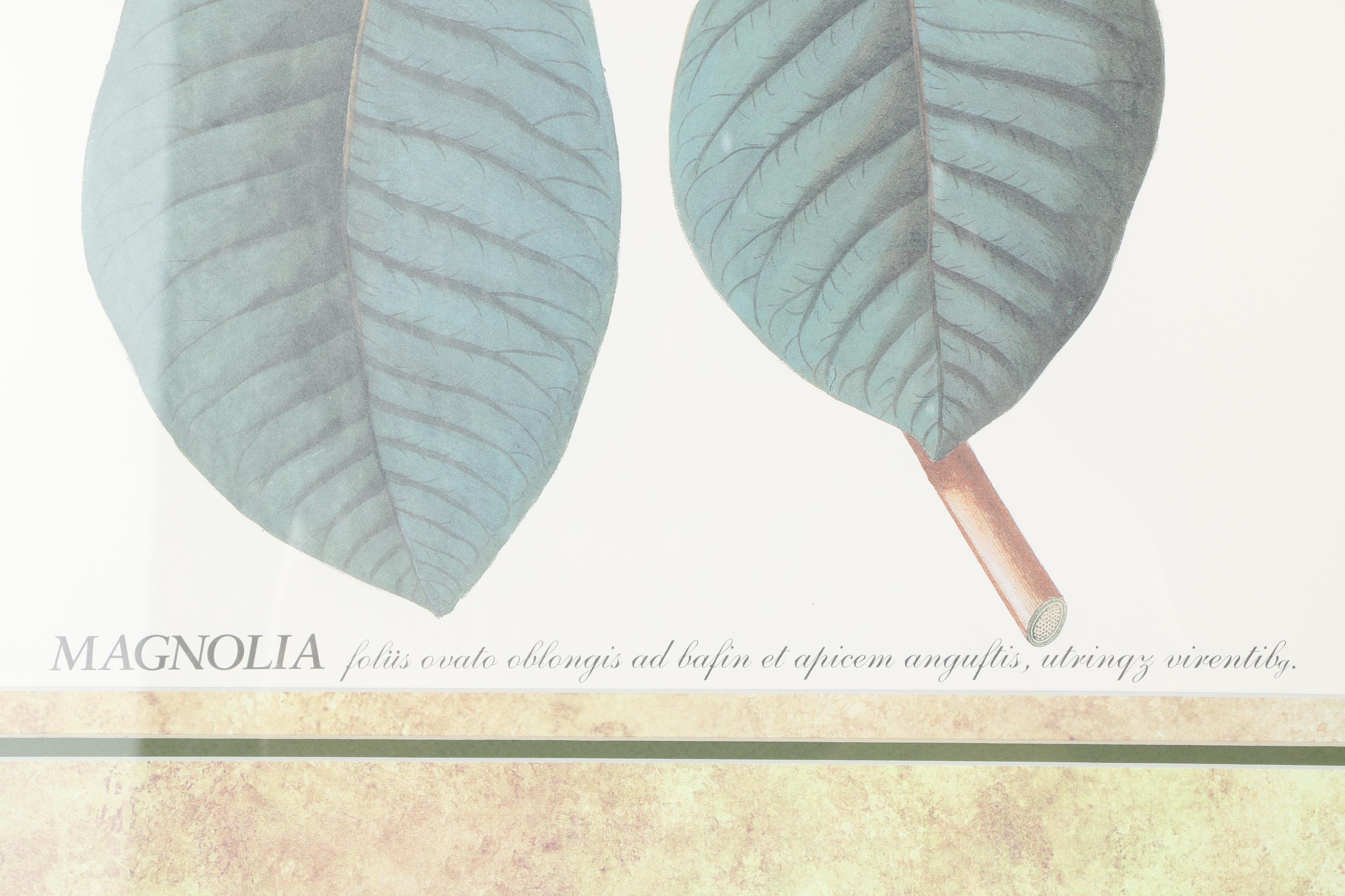 Pair of Magnolia Offset Lithograph Prints