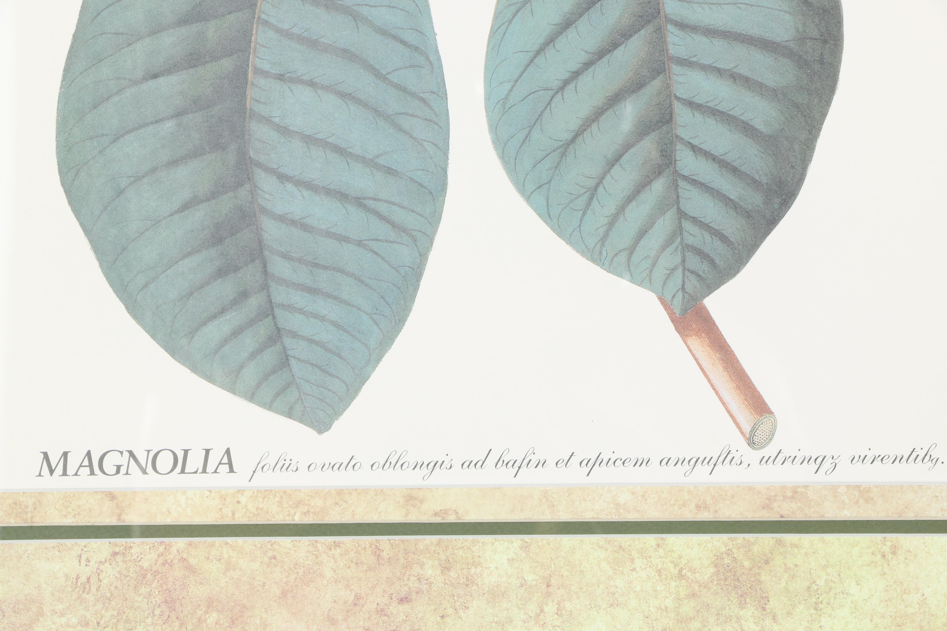 Pair of Magnolia Offset Lithograph Prints