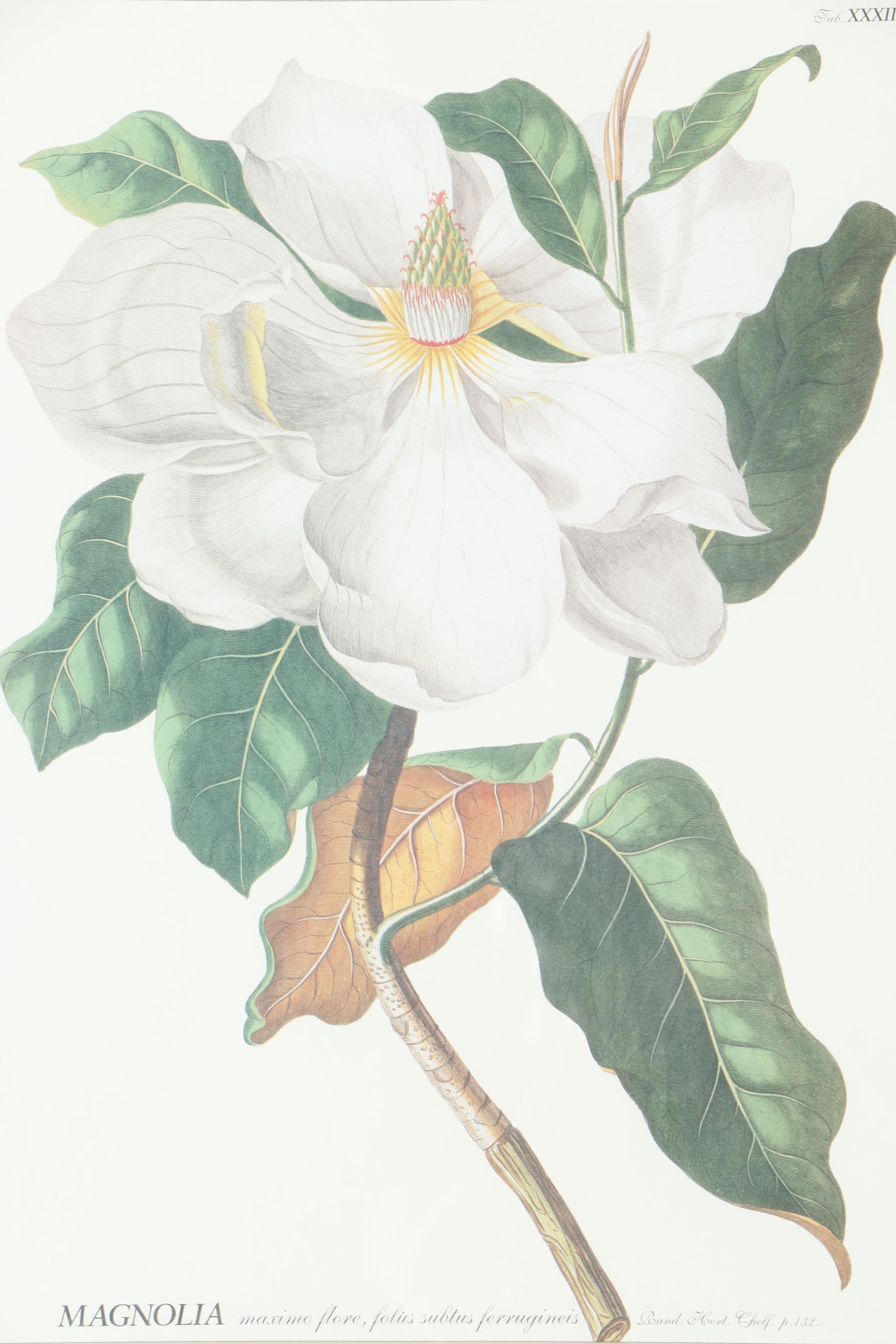 Pair of Magnolia Offset Lithograph Prints