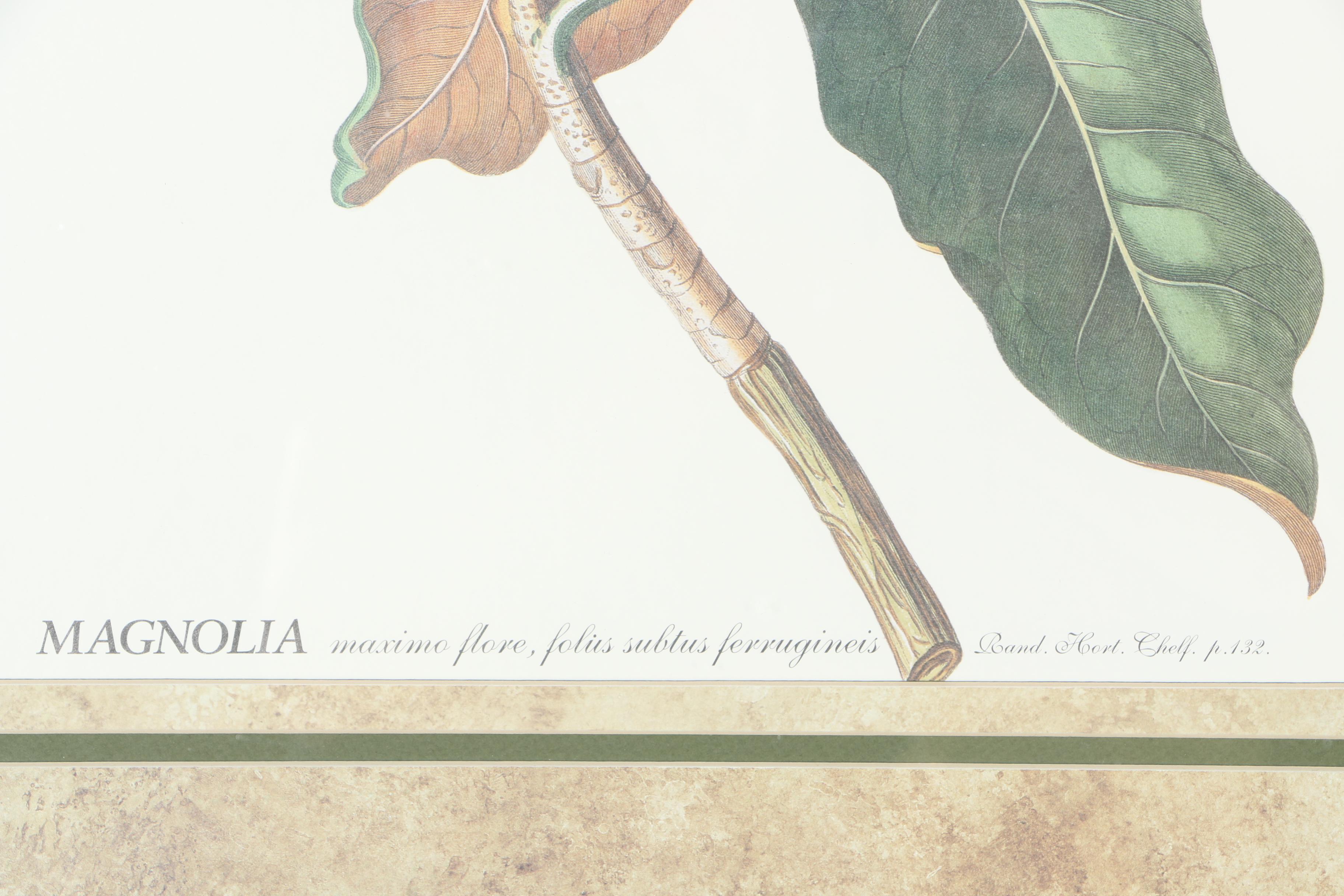 Pair of Magnolia Offset Lithograph Prints