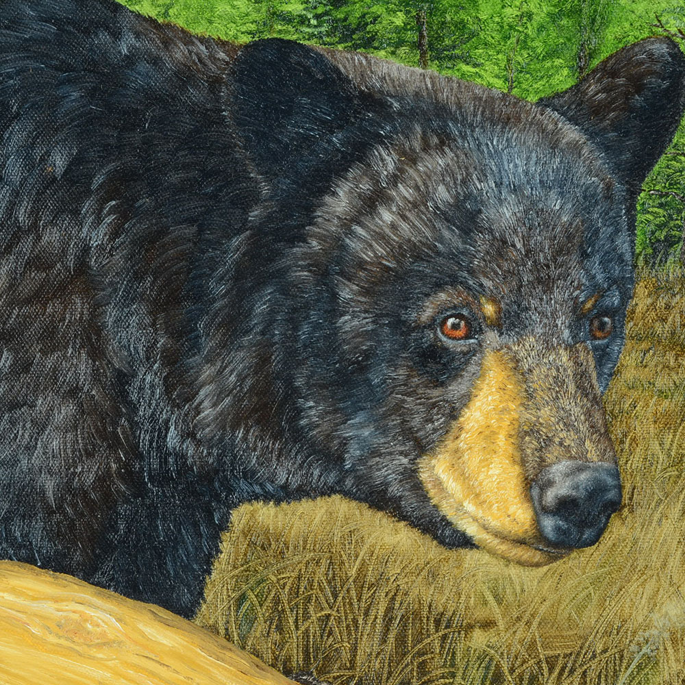 John McIntire Original 2011 Oil on Canvas "Black Bear"