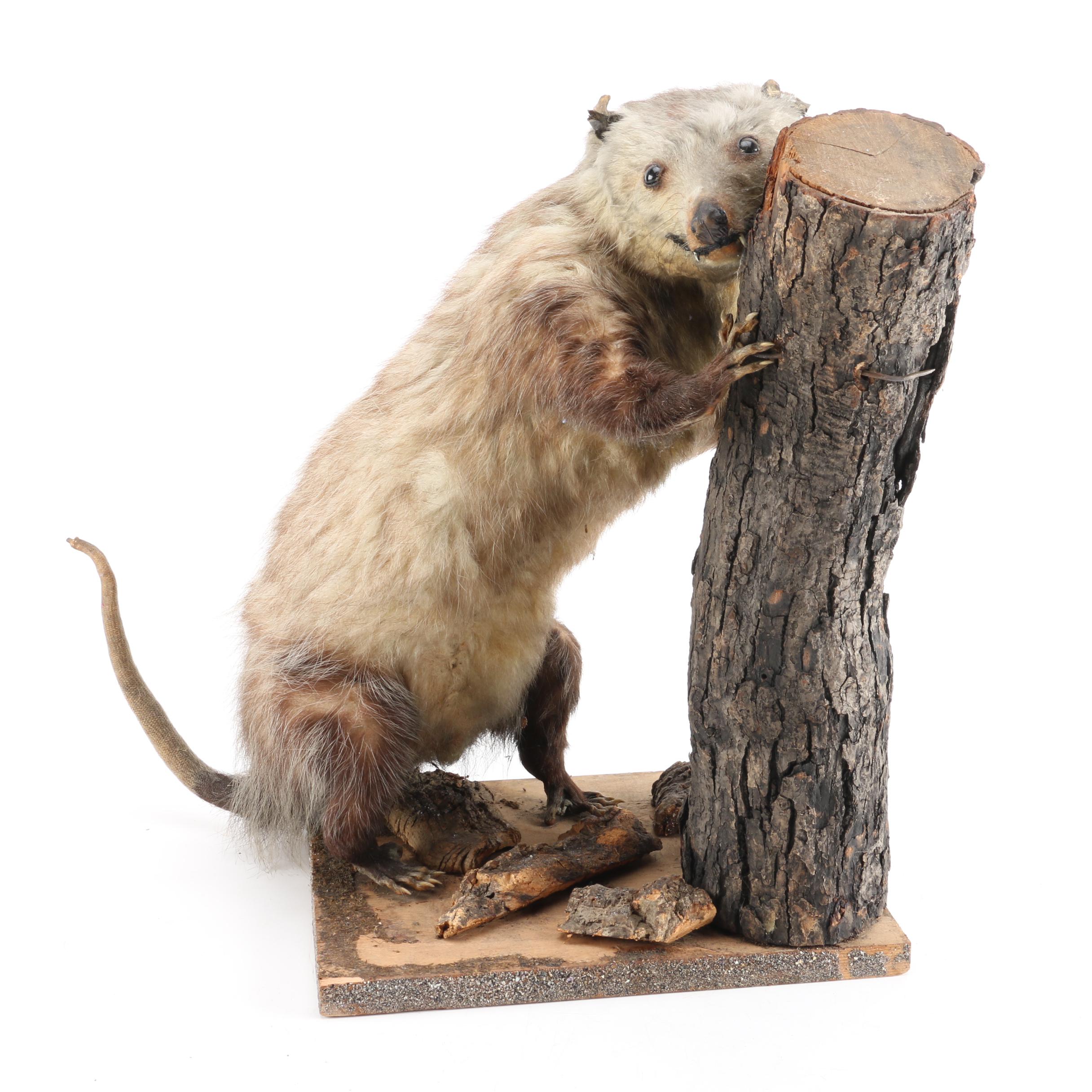 Taxidermy Opossum