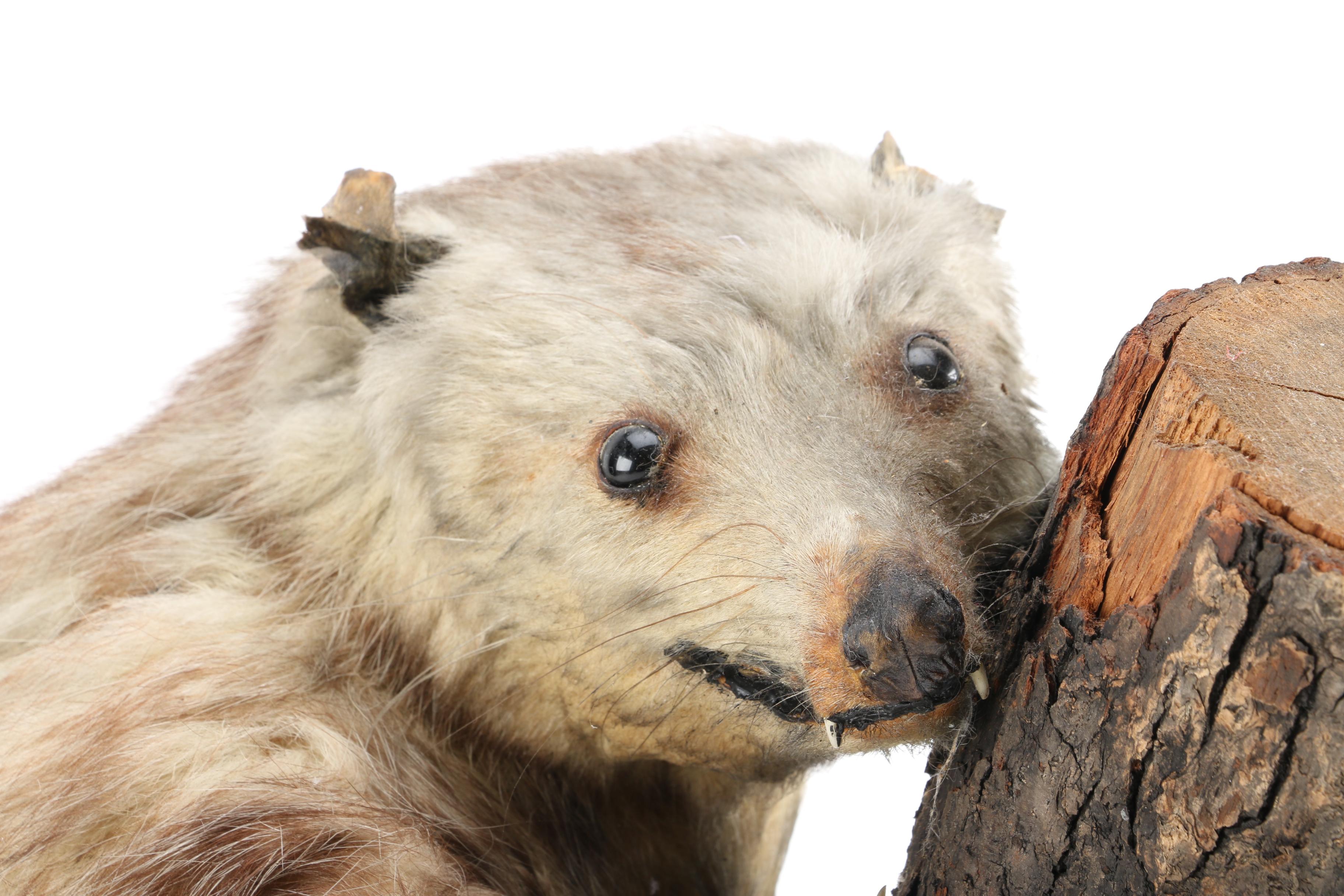 Taxidermy Opossum