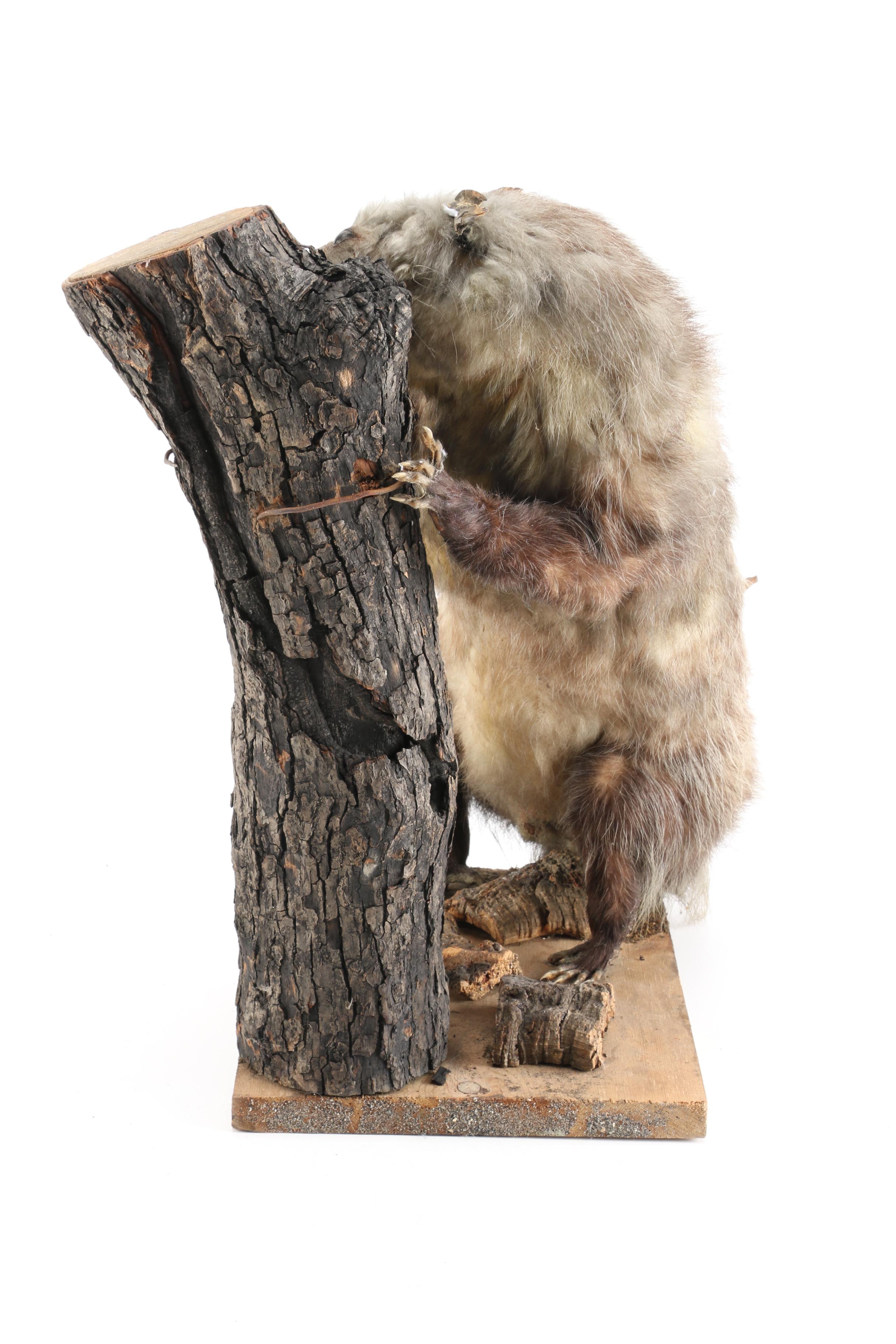 Taxidermy Opossum