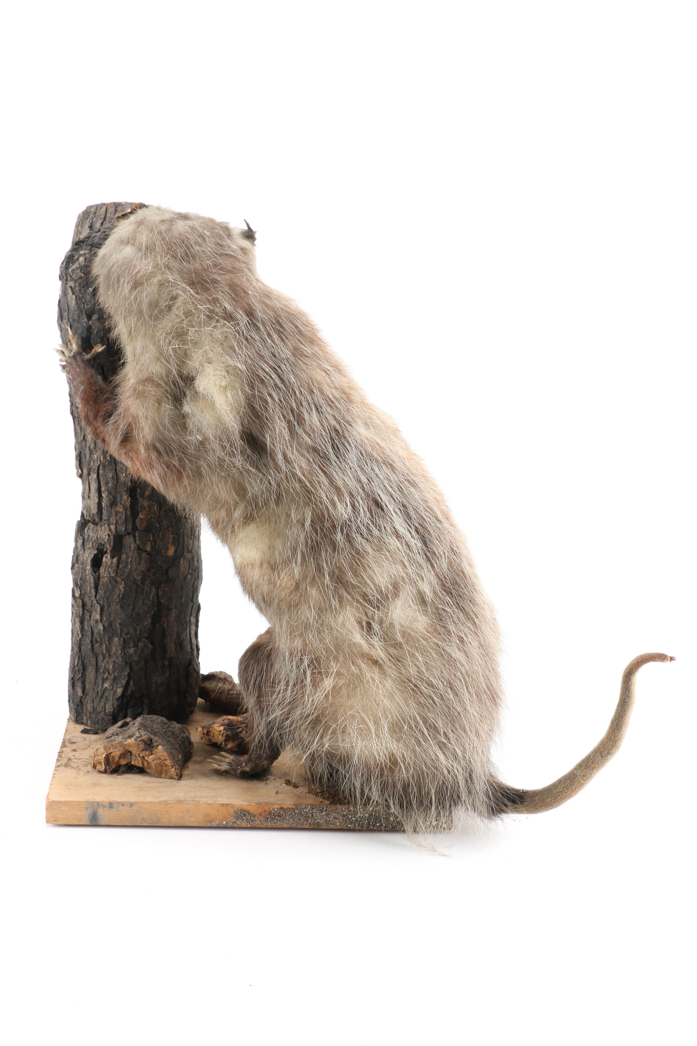 Taxidermy Opossum