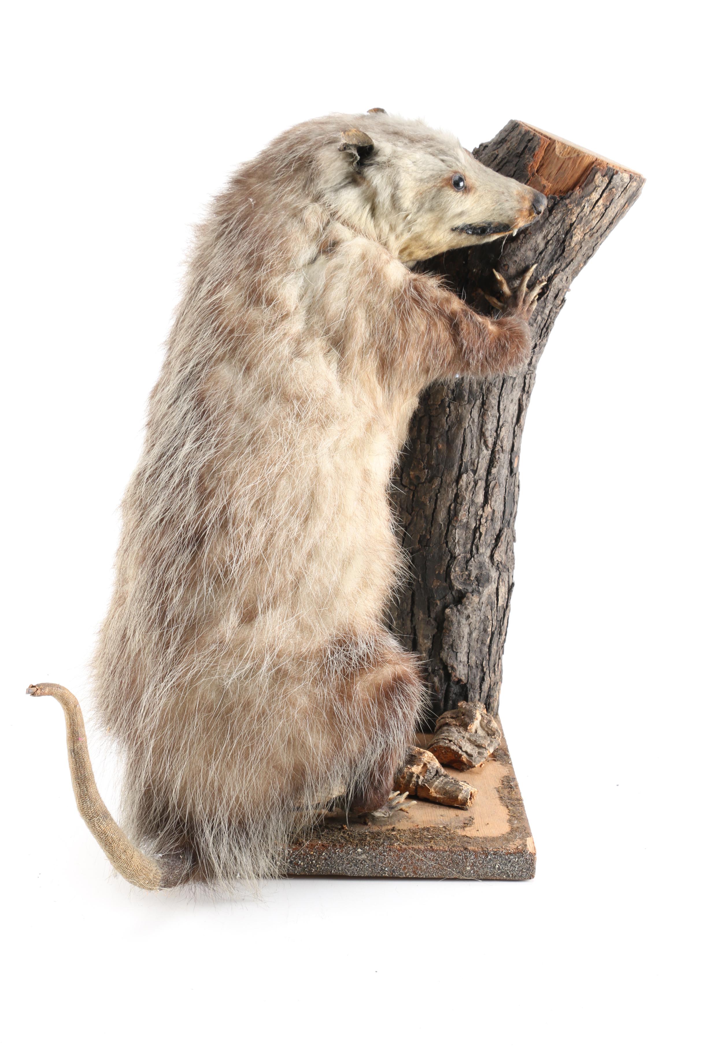 Taxidermy Opossum