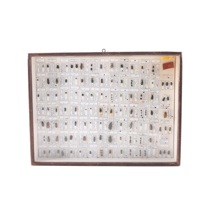 Framed Entomology Collection