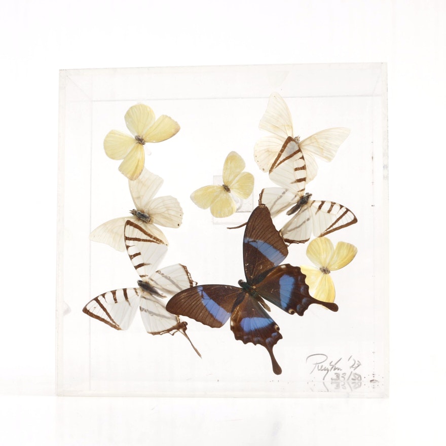 Limited Edition Framed Butterflies