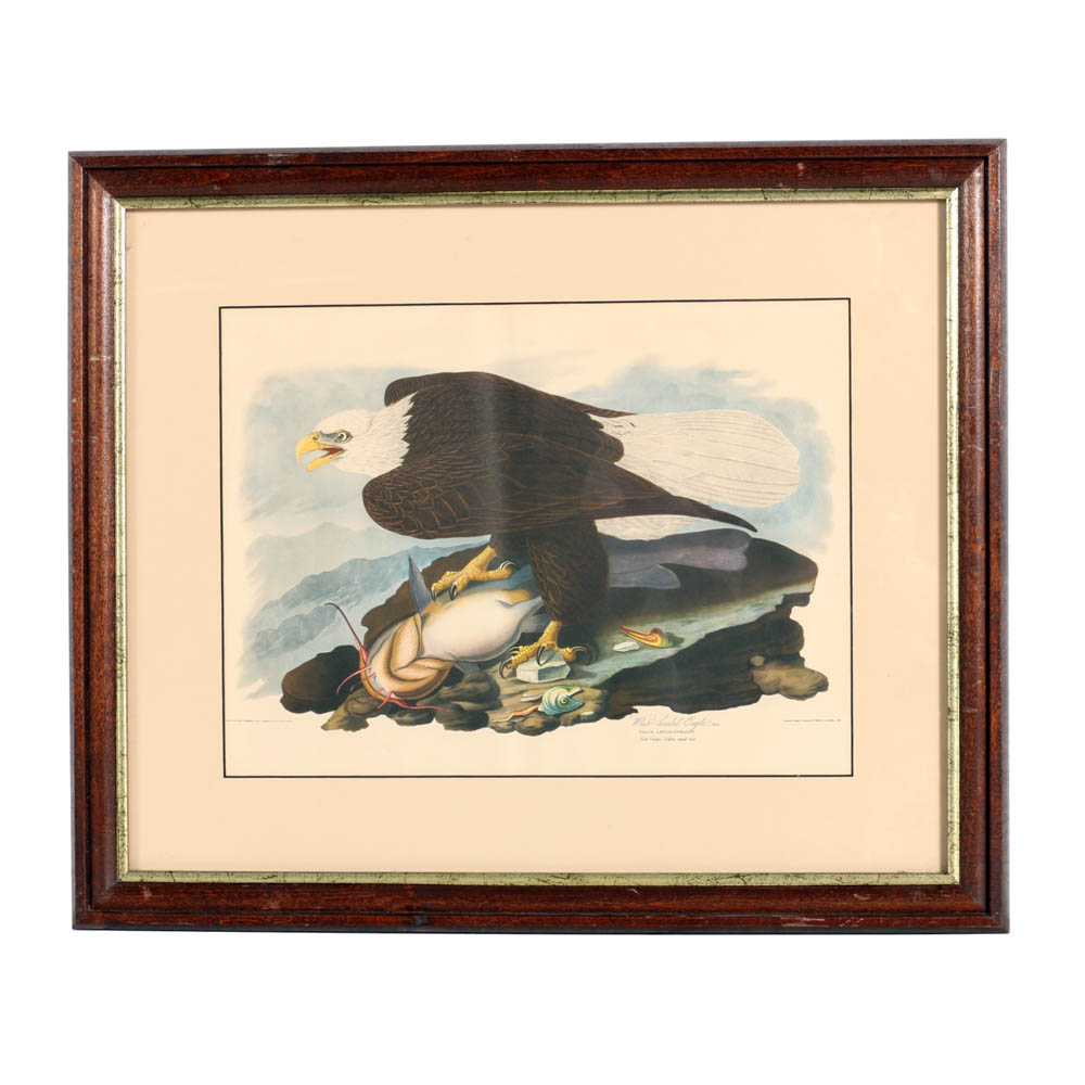 Vintage Audubon "White-headed Eagle" Lithograph Print