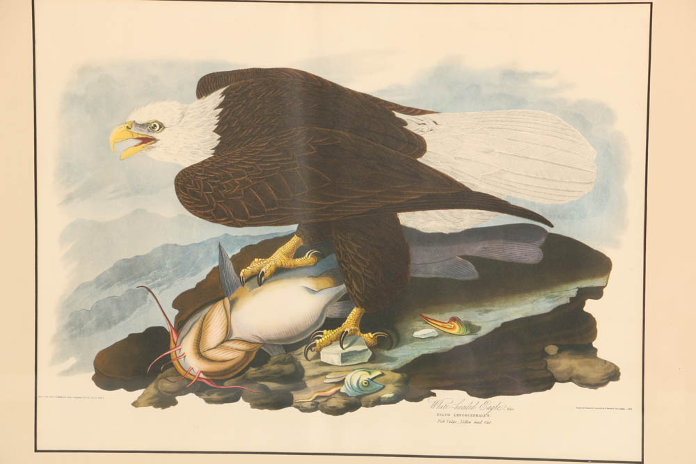 Vintage Audubon "White-headed Eagle" Lithograph Print