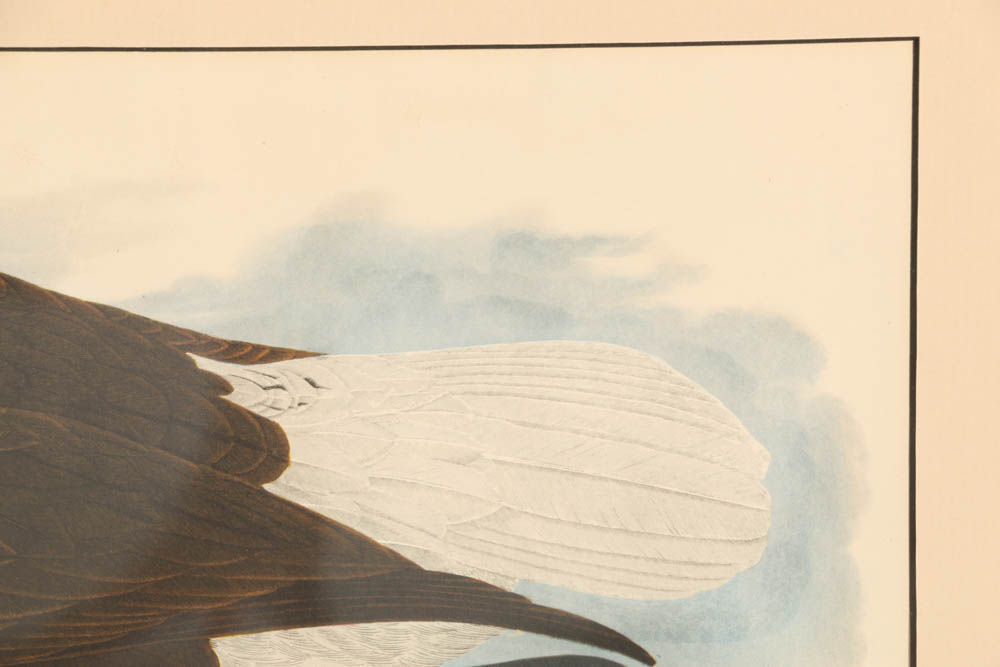 Vintage Audubon "White-headed Eagle" Lithograph Print