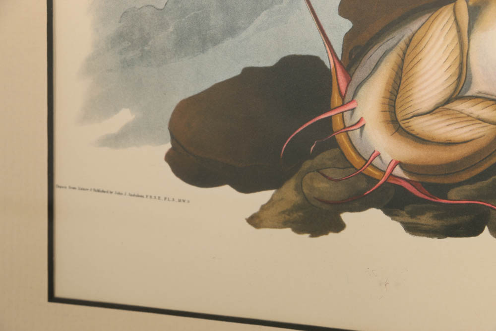 Vintage Audubon "White-headed Eagle" Lithograph Print