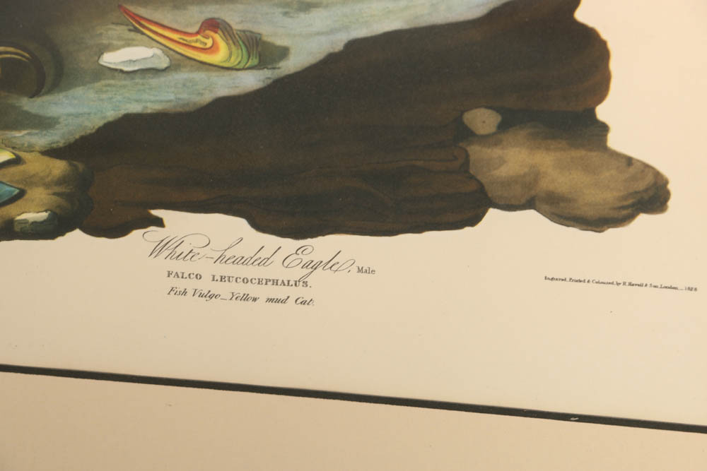 Vintage Audubon "White-headed Eagle" Lithograph Print
