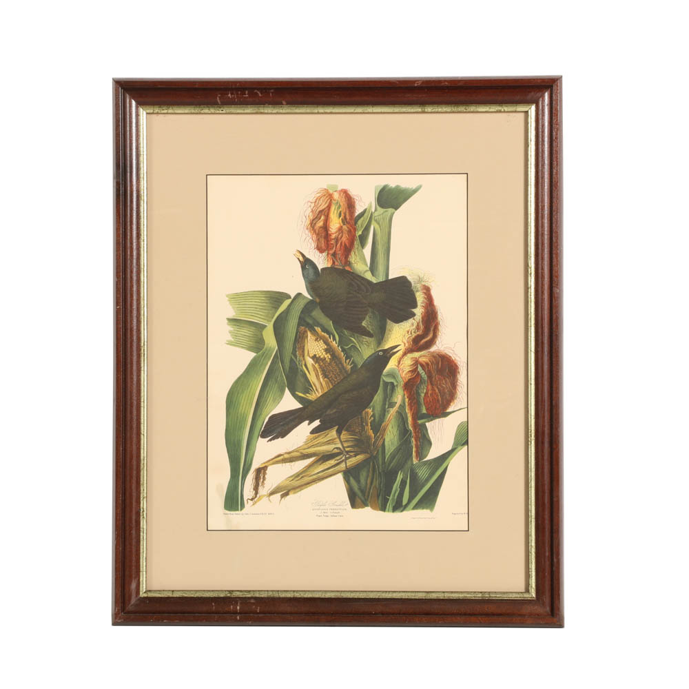 Vintage Audubon "Purple Grackle" Lithograph Print