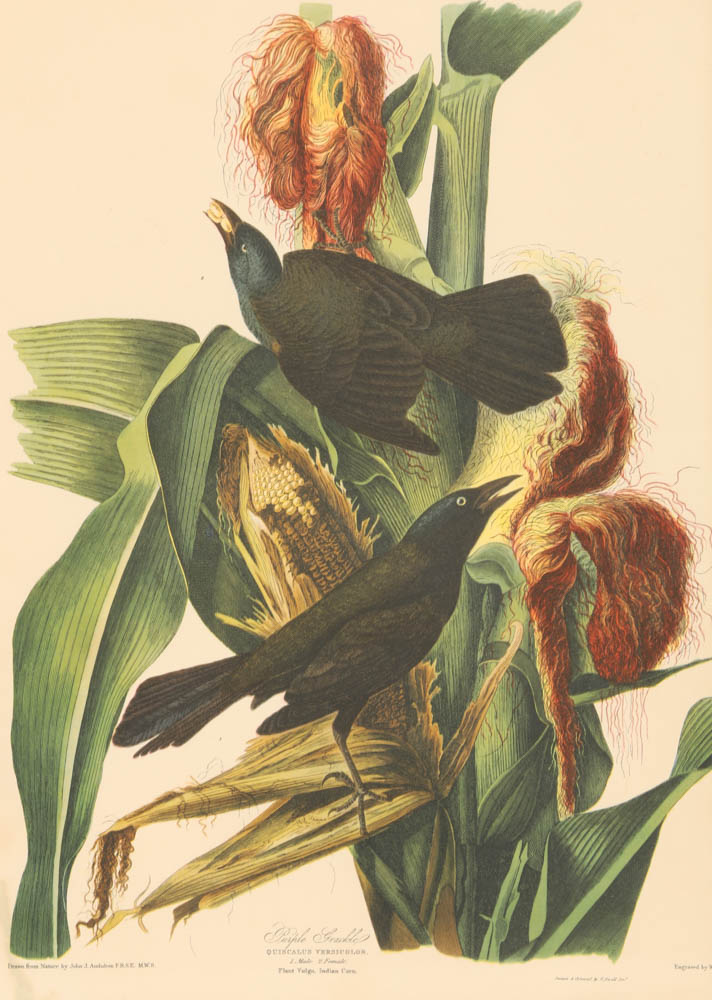Vintage Audubon "Purple Grackle" Lithograph Print