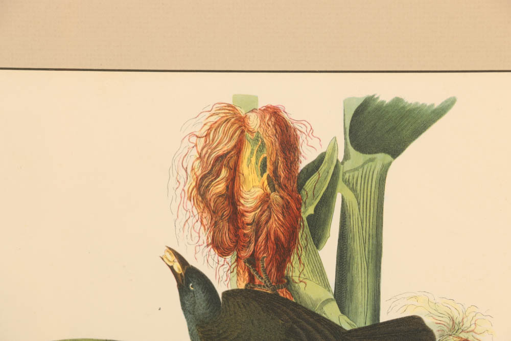 Vintage Audubon "Purple Grackle" Lithograph Print