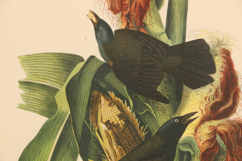 Vintage Audubon "Purple Grackle" Lithograph Print