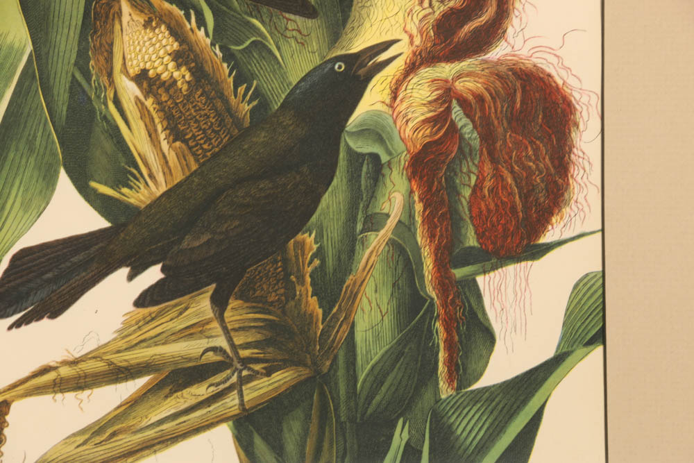 Vintage Audubon "Purple Grackle" Lithograph Print